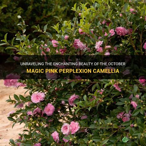 Camellia Magic: The Key to Unlocking a World of Wonders